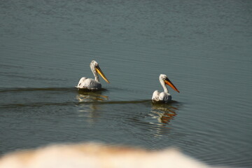 A couple of pelicans at Karla lake at central Greece 