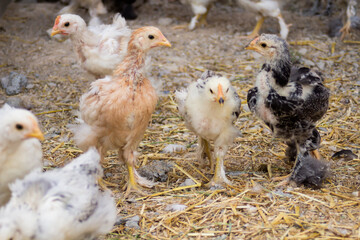 Little colorful chickens running around the garden