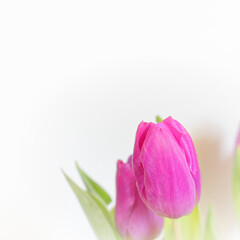 violet colored tulip flowers on white blurred background