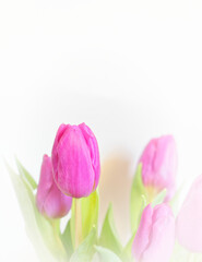 violet colored tulip flowers on white blurred background