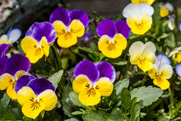 Heartsease (Viola tricolor) in garden