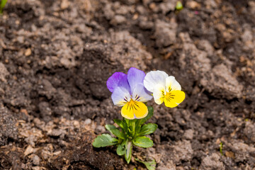 Heartsease (Viola tricolor) in garden