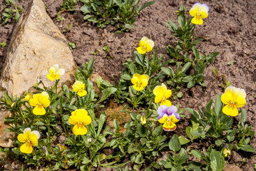 Heartsease (Viola tricolor) in garden