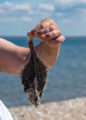 dead fish skeleton fragments in a human hand
