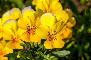 Heartsease (Viola tricolor) in garden
