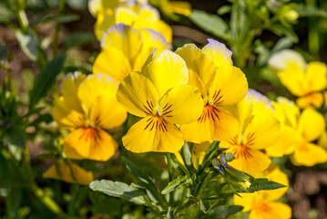 Heartsease (Viola tricolor) in garden