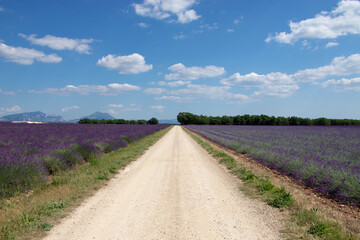 Fototapeta premium chemin de terre passant entre deux champs de lavandes