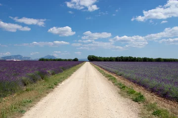 Foto op Plexiglas chemin de terre passant entre deux champs de lavandes © Hedi-Kun