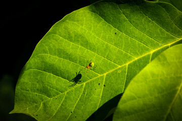 Green spider on a tree leaf
