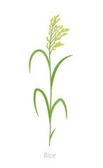 Rice plant. Oryza glaberrima. Oryza sativa. Agronomy cereal grain. Vector agricultural illustration.