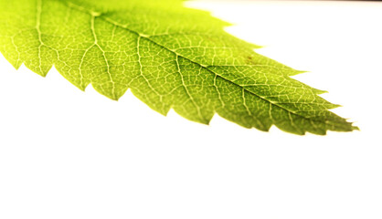 green carved leaves on a white background with backlight and veins. macro shot.