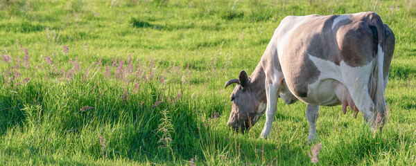 Cows graze on a juicy meadow on a summer day