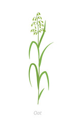 Oat plant. Avena sativa. Cereal grain. Vector agricultural illustration.