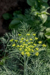 Dill (Anethum graveolens) in vegetable garden