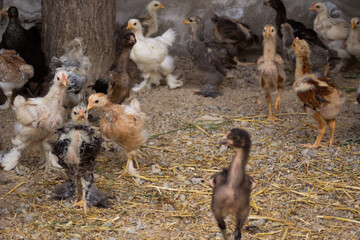 Little colorful chickens running around the garden