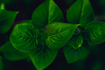 dark green leaves, abstract flora texture