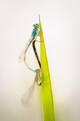 Beautiful cute dragonfly Ischnura elegans