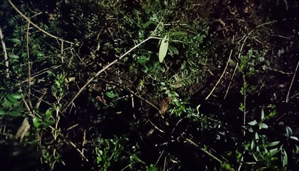 hedgehog with green grass in the forest