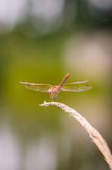 Close up of dragonfly, Vagrant darter. 
