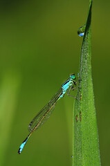 Beautiful cute dragonfly Ischnura elegans - 361296136