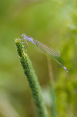 Close up of dragonfly, Blue tailed damselfly - 361296361