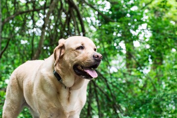 Retrato de un perro Labrador en el bosque 