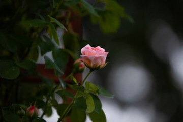 Small apricot rose in the evening light in the garden