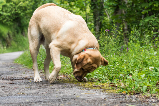 Un perro Labrador usando su nariz en la montaña