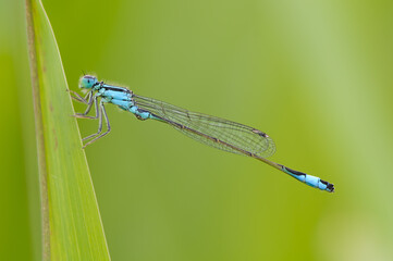 Beautiful cute dragonfly Ischnura elegans - 361296525