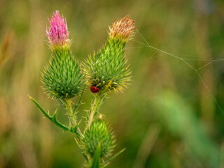 Ladybug and thistle flower