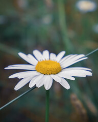 White flower close up