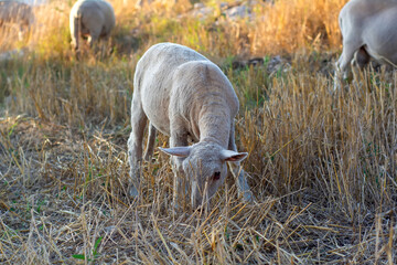 Plakat Beautiful goat and Cute little lambs on spring yellow meadow during sunrise