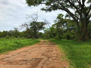 Dirt road through wild African landscape