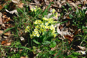 spring, primrose