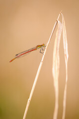 Beautiful detail of Large Red Damselfly - 361296789