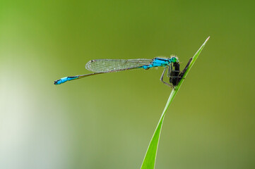 Beautiful cute dragonfly Ischnura elegans - 361296911