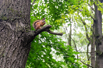 Red squirrel sits on a tree knot in a summer forest