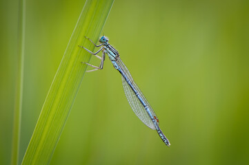 Beautiful cute dragonfly, White legged Damselfly - 361296991