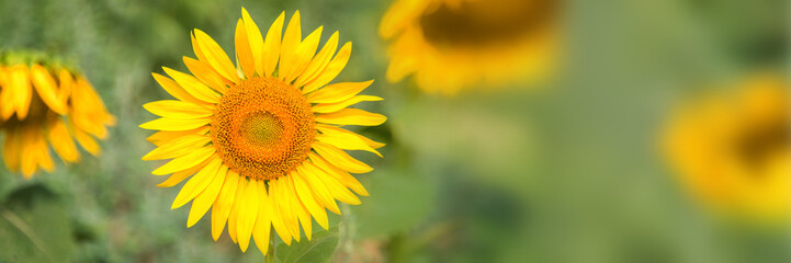 Close up of a sunflower in a field, panoramic summer background