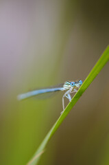 Beautiful cute dragonfly, White legged Damselfly - 361297162