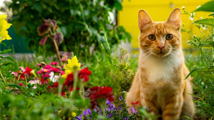 Cute red cat sitting among the flowers.