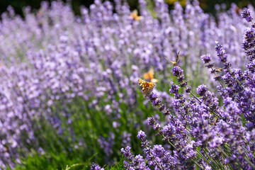 Obraz premium Painted lady butterfly on lavender flowers. Sunny spring background with flowers and insects. Orange butterfly on lilac flowers in soft focus. Macro photography of wildlife