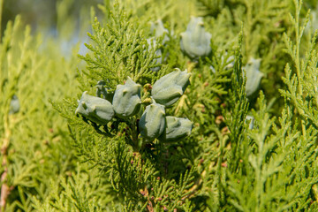 
thuja conifer young shoot
thuja, cones, shoots, coniferous trees, close-up, greens, branch, forest, trees close up