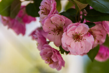 Fresh sakura flowers in spring