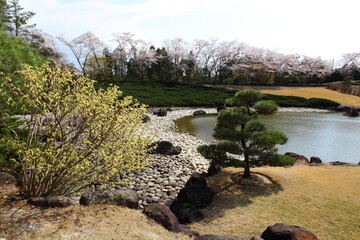 レンギョウと桜の咲く日本庭園