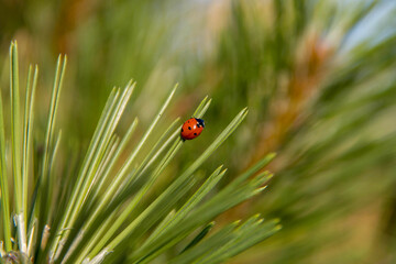 
close-up ladybug on needles of conifer