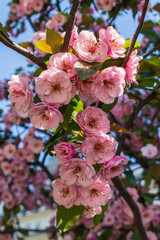 Fresh sakura flowers in spring