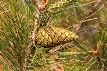 Obraz premium young pine cones and needles close-up