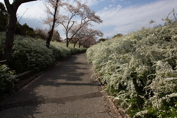 桜とユキヤナギの小径