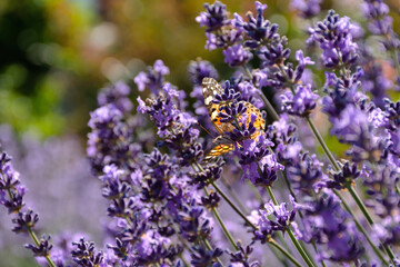 Fototapeta premium Painted lady butterfly on lavender flowers. Sunny spring background with flowers and insects. Orange butterfly on lilac flowers in soft focus. Macro photography of wildlife